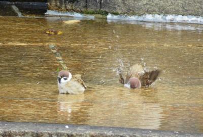 2016秋、鶴舞公園の秋薔薇と酔芙蓉(4/4)：スズメの水浴び、カラスの行水、ハクセキレイ