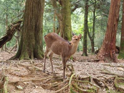 母と旅する　古都祝（ことほぐ）奈良　～３日目・法隆寺から大和郡山編～