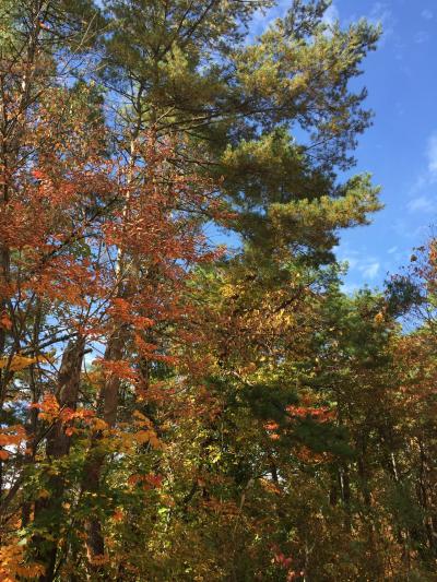 紅葉の福島・ゴールドラインと飯坂温泉