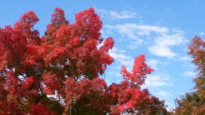秋めいてきた八ヶ岳へ