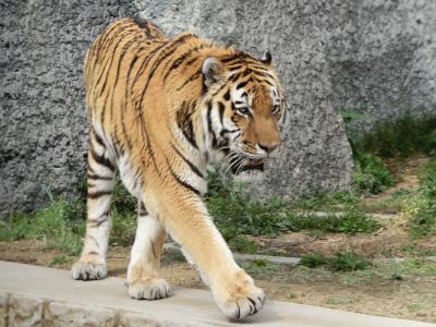 天王寺動物園　（北側）