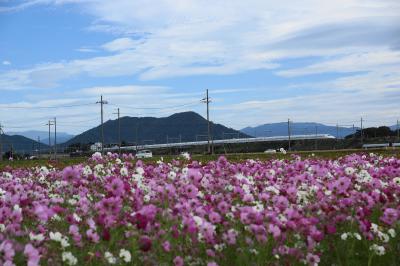 滋賀県のコスモス畑と鮎！でおなか一杯！