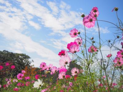 秋空のコスモス　昭和の森