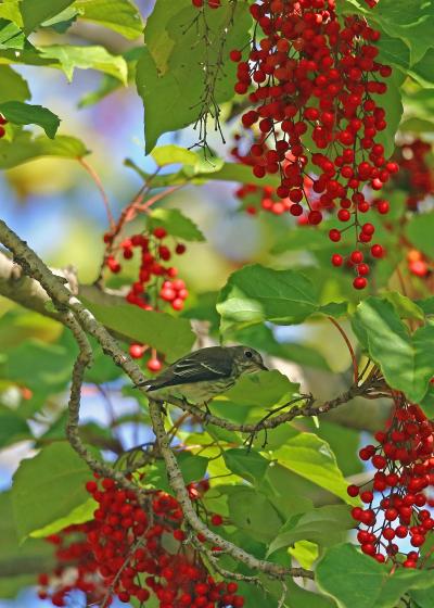 野鳥撮影記録（2016年１０月その８）近所