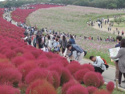 今だけ真っ赤に染まるコキアの感動的な景色をみはらしの丘で見てきました。