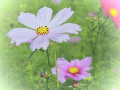 寒河江チェリーランドの秋桜も綺麗で、今年2回行きました!