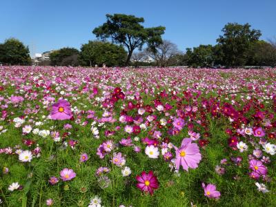 尼崎市武庫川河川敷コスモス　と　伊丹市荒牧公園のバラ