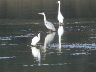 小野鴨池の渡り鳥