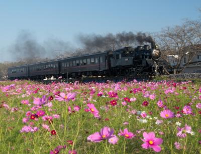 にわか撮り鉄になった一日　～コスモス畑を走る真岡鉄道ＳＬ～