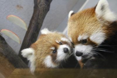 Hello！　レッサーパンダの赤ちゃん～ママとのリンゴ競争に負けるなベイビー、円山動物園にて