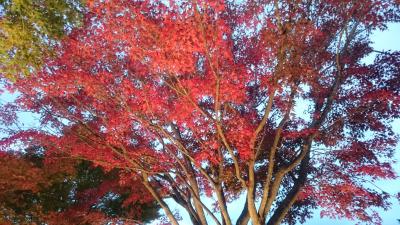 富士吉田もみじ祭り、山中湖「夕焼けの渚・紅葉まつり」