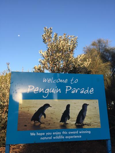 新婚旅行以来◯◯年ぶりのオーストラリアへ☆ペンギンパレードへ  後半