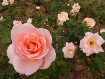 ２０１６秋のバラ園散歩♪　その１　＠靱公園