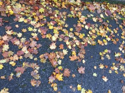 一足お先に紅葉登山