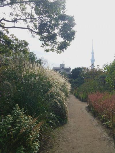 スカイツリーの足元を散歩/長命寺・向島百科園と鳩の街