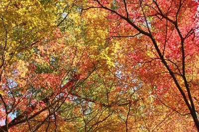 紅葉を探して。京都の旅2015年秋（３日目～４日目）