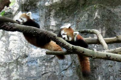 秋のレッサーパンダ紀行【３】 多摩動物公園　２代目お豆兄妹！？ まめたろう君＆かのこちゃんの公開が始まりました！！