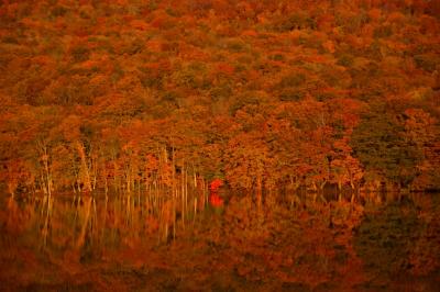 秋色に染まる奥入瀬・十和田・八甲田・白神山地で紅葉と戯れる。