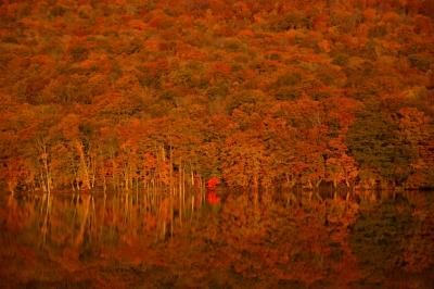 秋色に染まる奥入瀬・十和田・八甲田・白神山地で紅葉と戯れる。