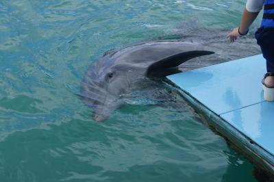 修学旅行でハイサイ、メンソーレ沖縄　2日目です。　元気村と美ら海水族館に行きました。