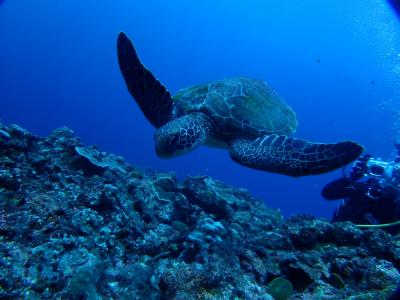 夫婦でダイビングの旅　～2016年10月沖縄・恩納村 その1～