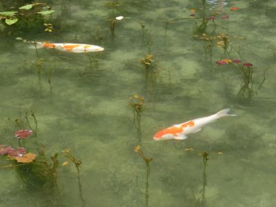 モネの池をみに