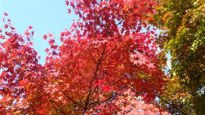 １３回目の韓国。紅葉を楽しみました。～(5)チョンウプの内蔵山で紅葉を楽しみました！