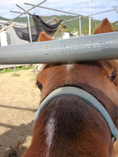 山村の水族館から廃道を探す