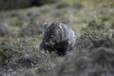 クレイドルマウンテン ロッジ ( Peppers Cradle Mountain Lodge ) 【 キング ビリー スイート 】 やっぱりタスマニアはウォンバットの聖地だった！！ 後編