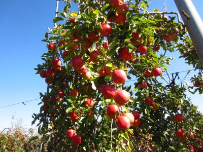 2016.11 りんご収穫