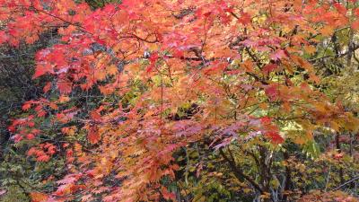 紅葉をもとめて、鳴子峡へ