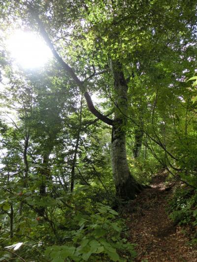 世界遺産「白神山地」