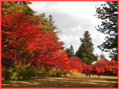 平安時代の浄土庭園の・・・真っ赤なもみじ　☆毛越寺☆