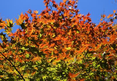 秩父の紅葉がいい感じ（11月9日）