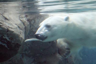 夢叶った北海道レッサーパンダ遠征（旭山動物園）（４）ほっきょくぐま館ともぐもぐタイム＆ホッキョクギツネとオオカミの森