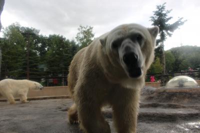 子連れ☆北海道旅行　その１・旭山動物園