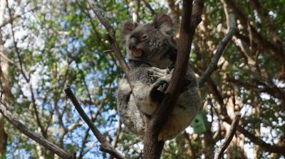 2016年10月 オーストラリア旅行3日目♪かわいいコアラ♪カンガルー♪