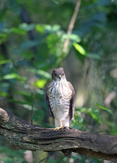 野鳥撮影記録（２０１６年１１月その５）近所