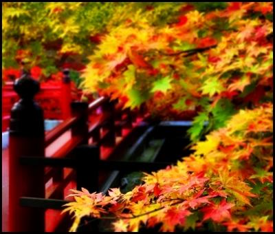 【秋の大収穫祭】　眩しい紅葉と美味しい新米を求めて新潟へ