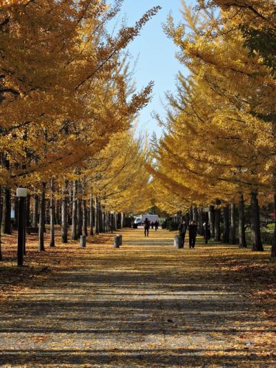 天童の銀杏並木は散り始めかな？