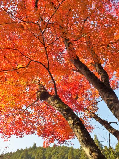 丹波篠山もみじ三山を巡る