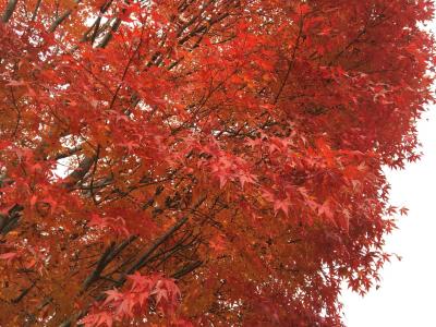 素晴らしい紅葉。まるで、千と千尋！もう戻れないかも？那須の森