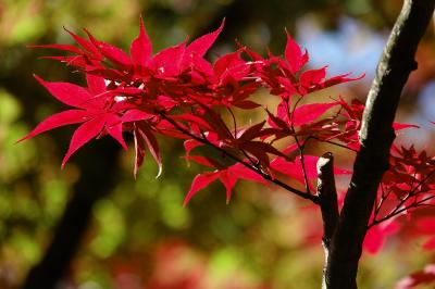 箱根美術館 紅葉に見入る 初見