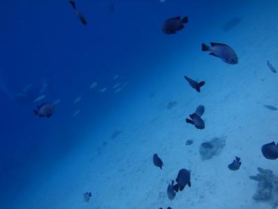 ＃プーケット３日目　体験ダイビング