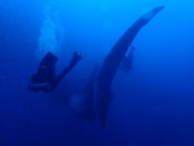 確かにガラパゴス諸島でのダイビングは世界最強かも知れない。　　出発予約編