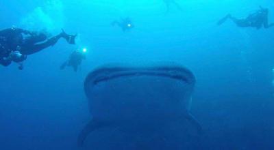 確かにガラパゴス諸島でダイビングするのは世界最強かも知れない。　ダイビング編