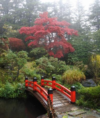 菊華荘の紅葉がいい感じ（11月15日）