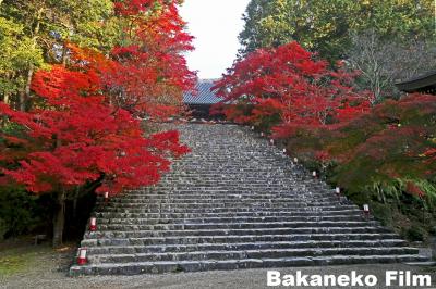 紅葉の神護寺　神護寺レッドが映える