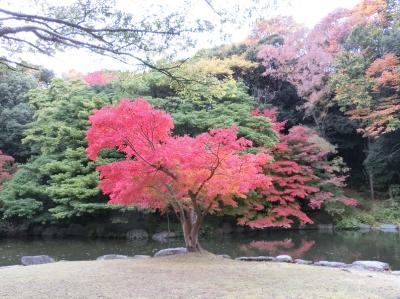 晩秋の大阪万博記念公園・自然文化園の紅葉便り。（2016）