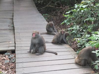 寿山国家自然公園を登山、台湾猿と遭遇 高雄 2016/11/07